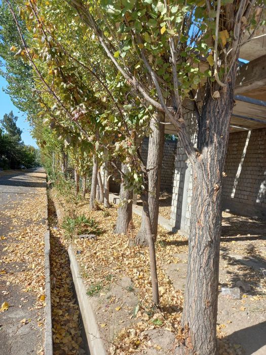 Срочно сотилаоти тррак бор