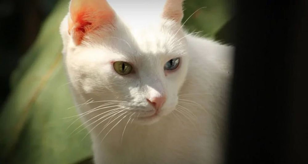 Продам кота порода Кхао-мани. Есть БОНУС.