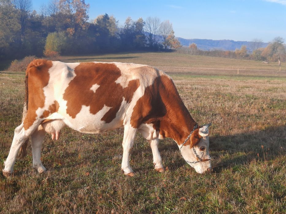 Vaca Baltata Romaneasca