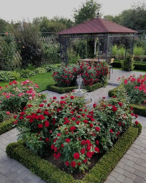 Atirgul kochatlari саженцы Розы