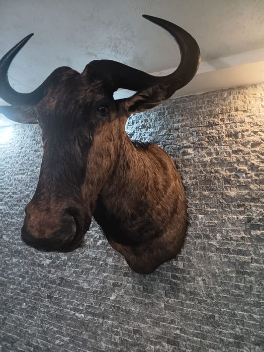 Антилопа Гну  трофеи