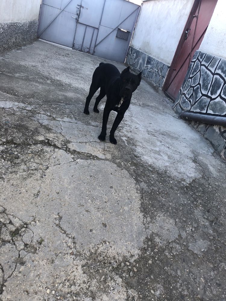 Кане корсо мъжко за разплод