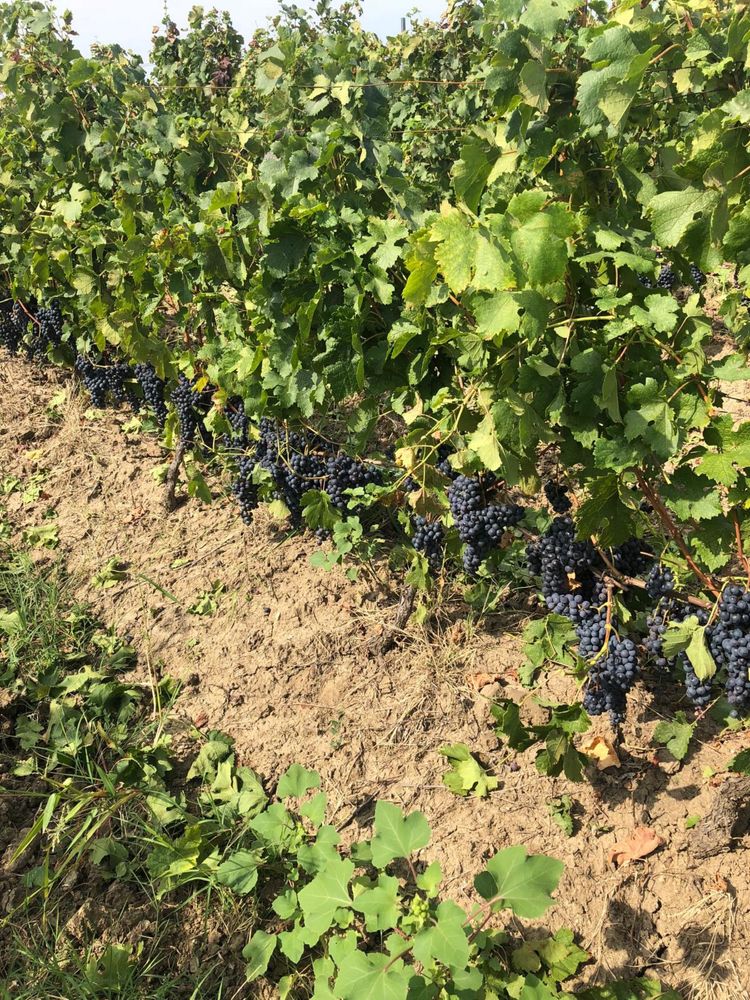 Struguri tamaioasa cramposie merlot cabernet ptr vin Dragasani
