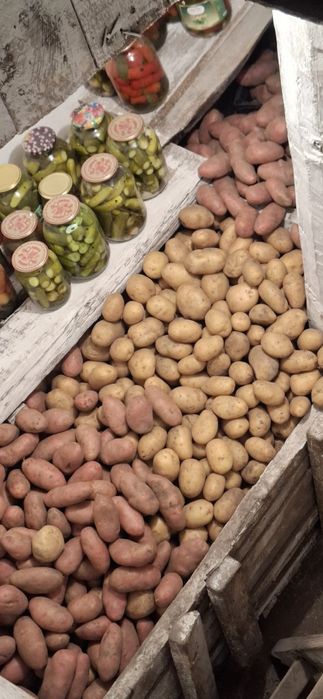 Продам домашний картофель