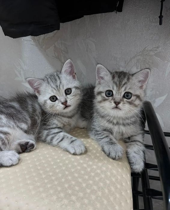 Котята скоттиш-страйты