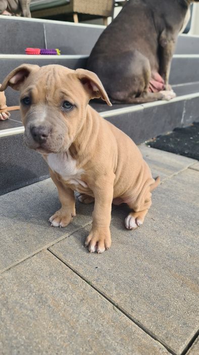 Femela amstaff maro