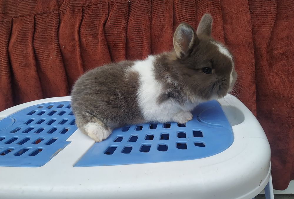 Quyonchalar sotiladi