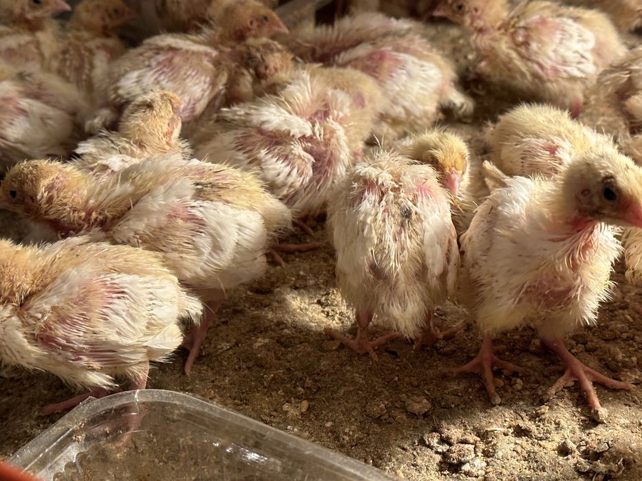 Prepelite Polar Gigant - 600 grame pui tineret si outoare