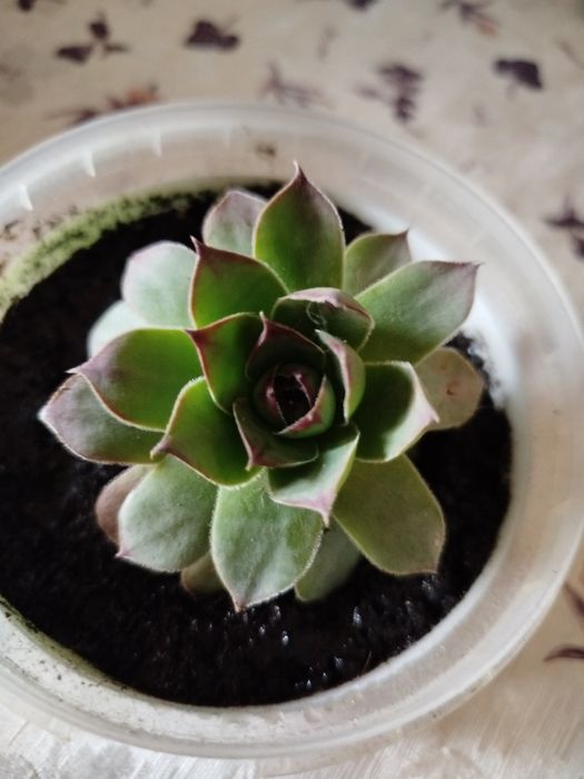 Породам Каменную розу.