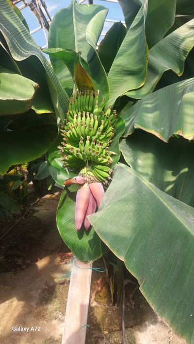 Banan ko’chat karalevskiy