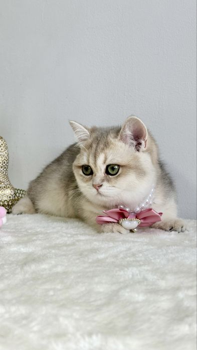 Fetita British Shorthair Chinchilla Blue Golden - Pedigree