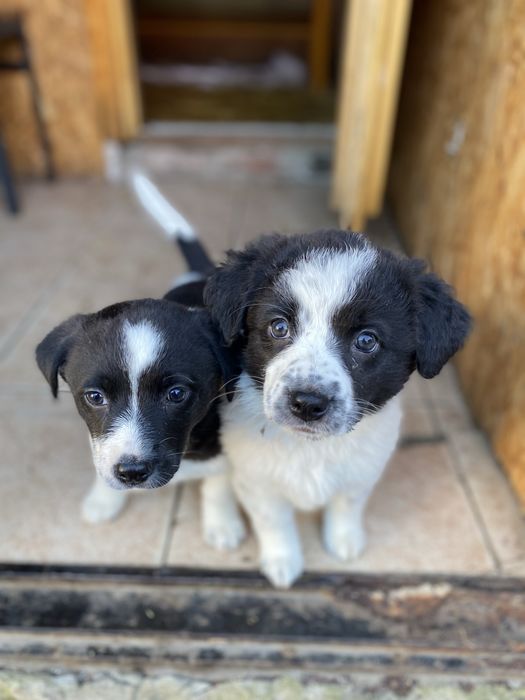 Щенята ищут дом