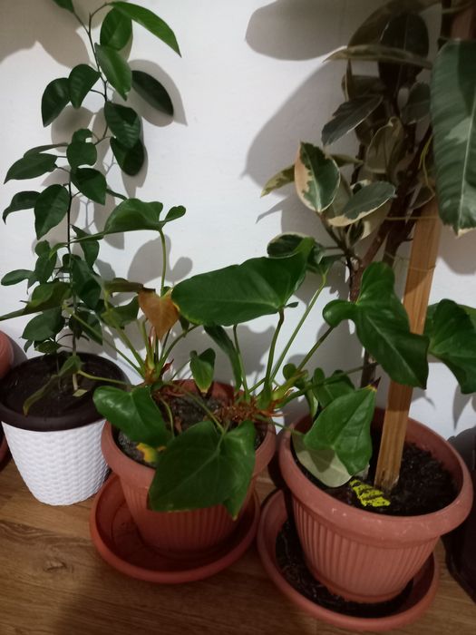 Vând plante de apartament