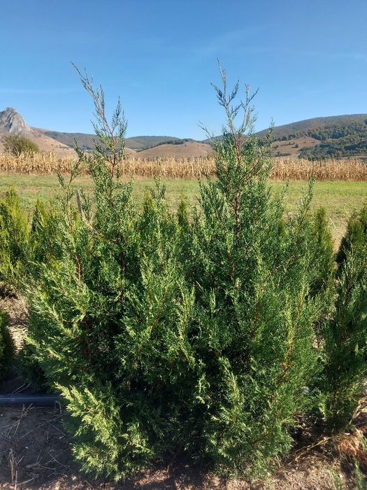 Vand leylandii 150-160 cm ,  gard viu