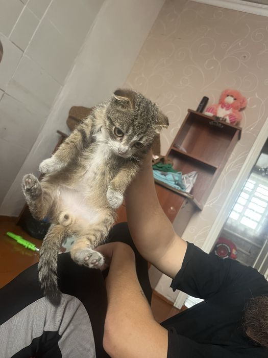 Отдам котенка в добрые руки