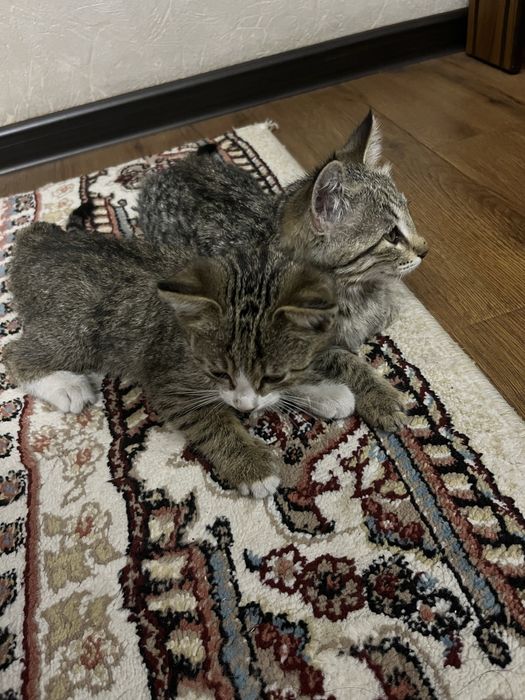 Mushuk bepulga beriladi