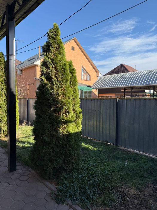 Туя высокая, красивая, ухоженная