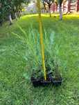 Leylandii - Cupressocyparis leylandii