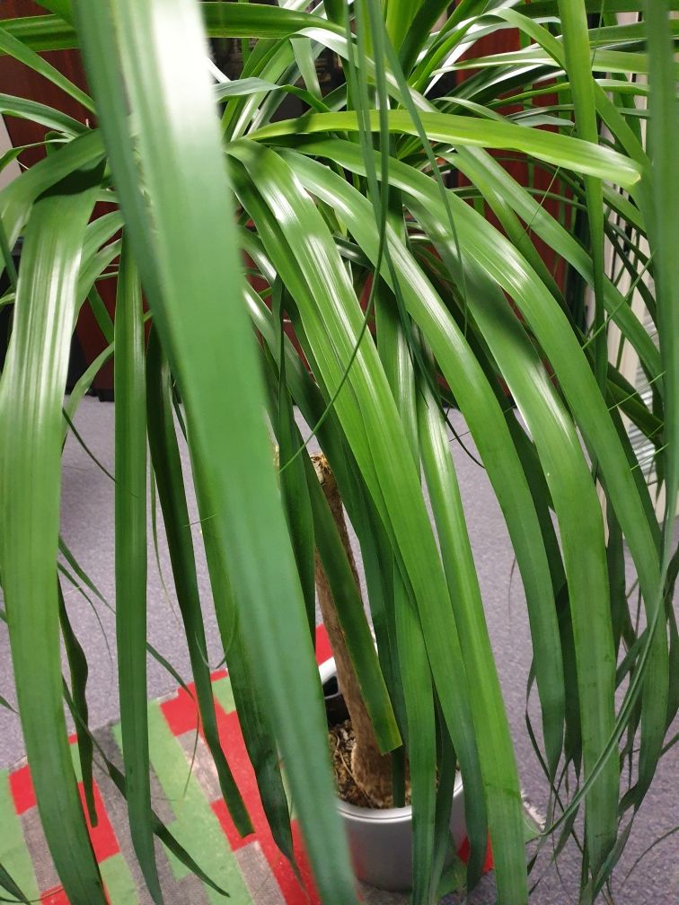 Zamioculcas,palmier,cicas