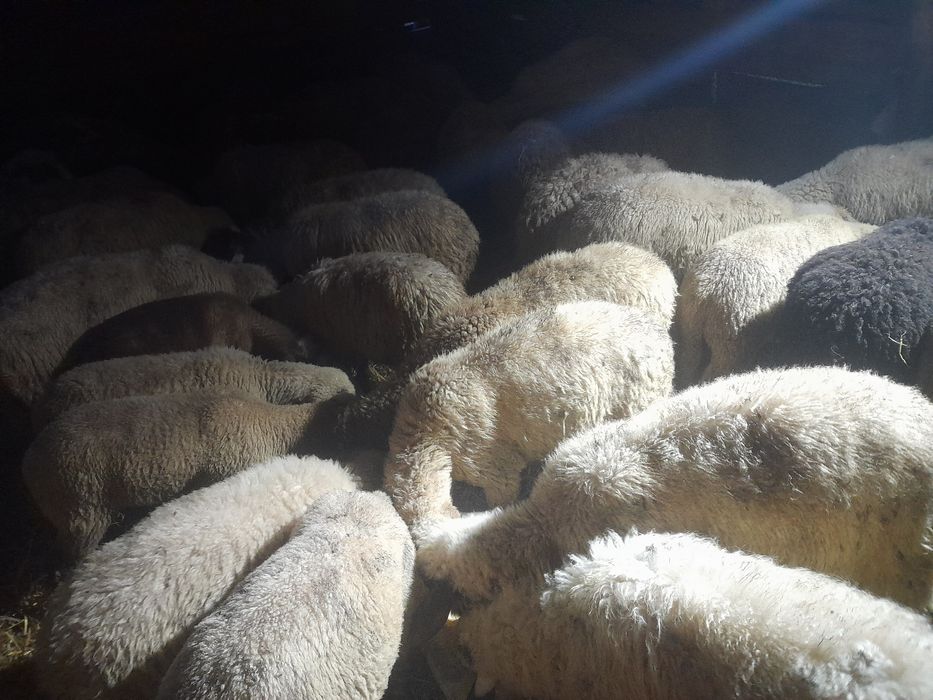 Vind miei de Sf sarbatori de Paste production 2025 rasa de carne