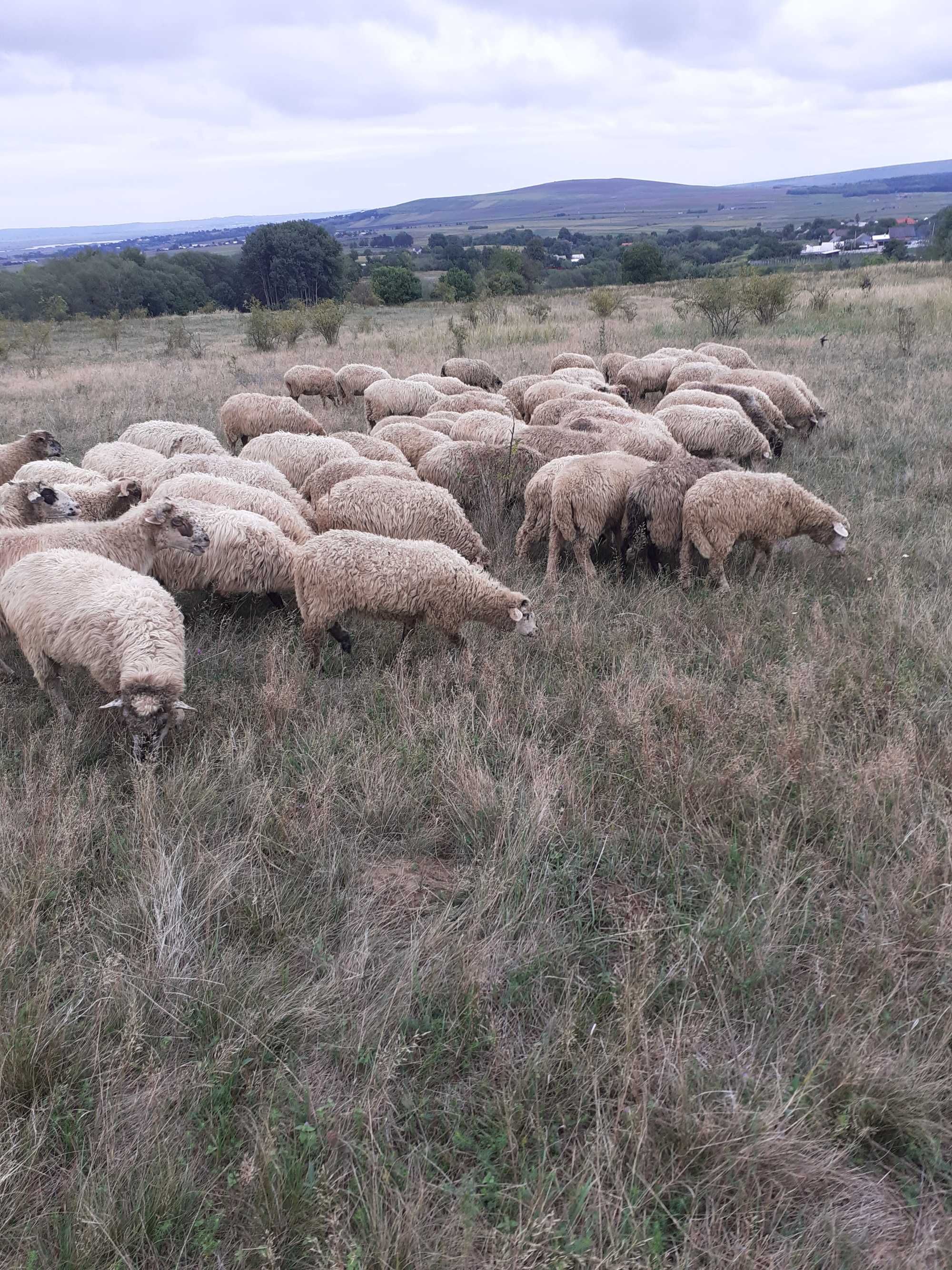 Vand oi!!!Pretul se negociaza la fata locului.