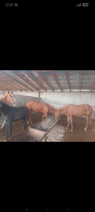 Байлау семіз тайлар сатылады. Семіз жабағыларда бар