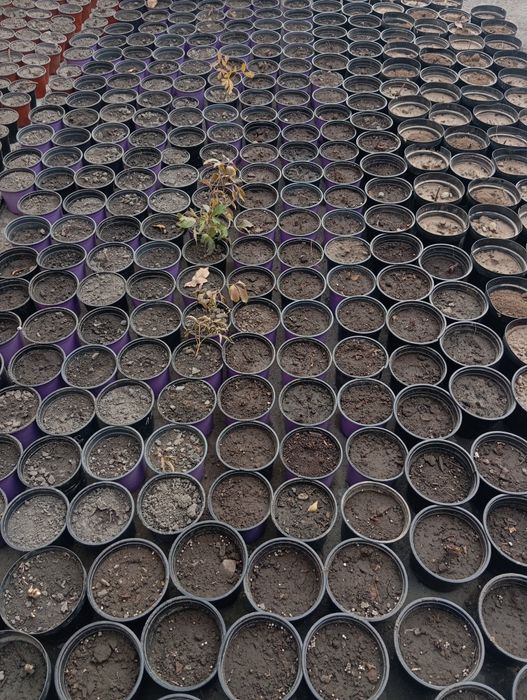 Цветы пионов в городе