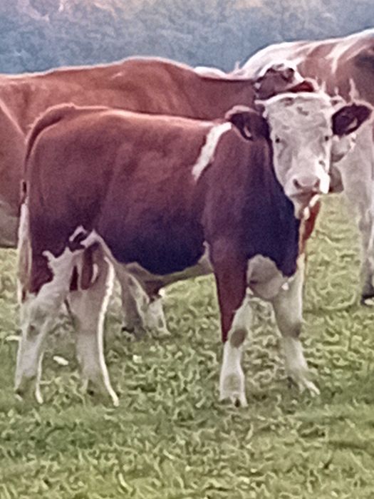 Tauri 300kg baltata romaneasca