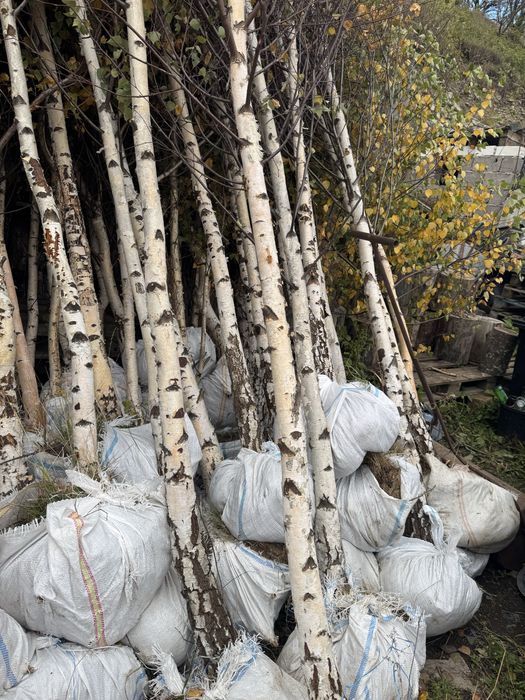 Mesteacan alb decorativ