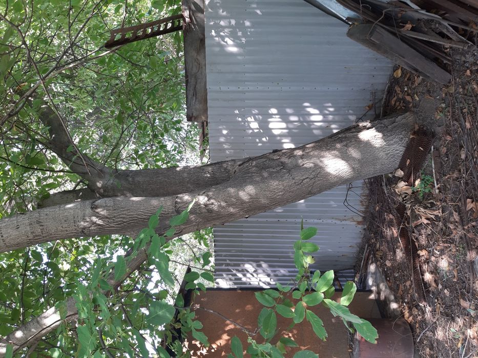 Орех грецкий на сруб