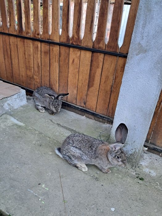 Vând pereche de iepuri uriaș
