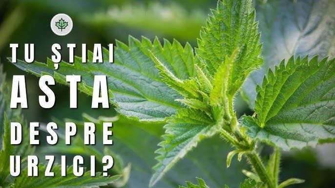 Vând urzici proaspete culese bio