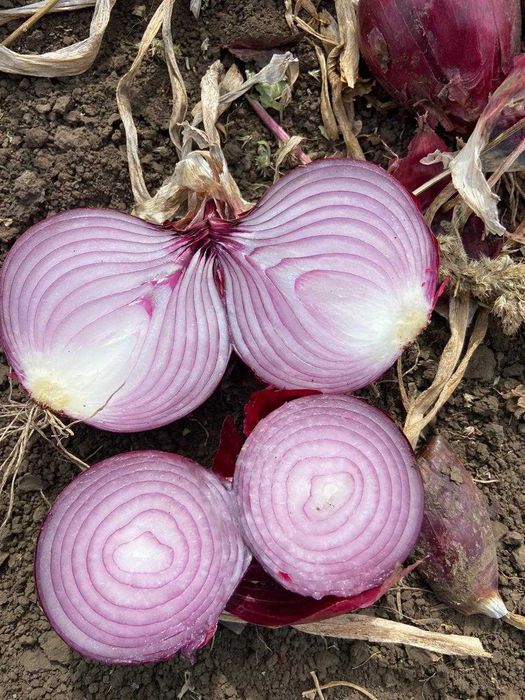 Vindem ceapa rosie din Ucraina Cal 50+