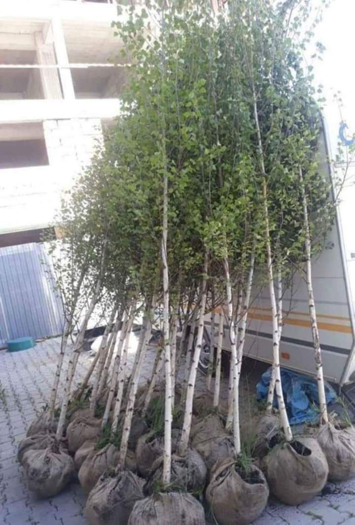 Plante ornamentale pentru amenajarea curți sau a unui gard viu