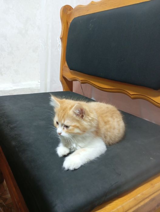 Кошка смешной породы