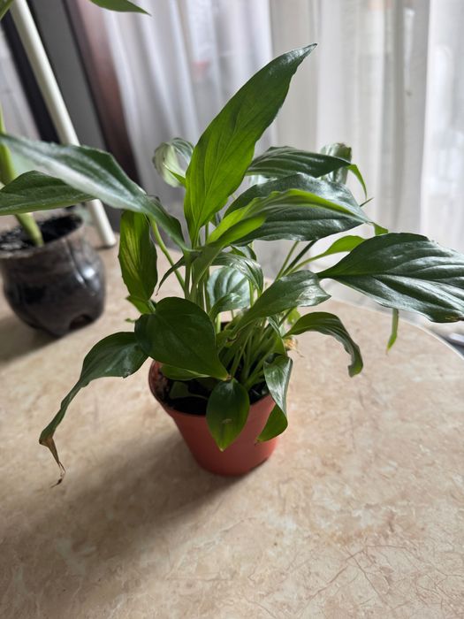 Женское счастье , комнатное растение