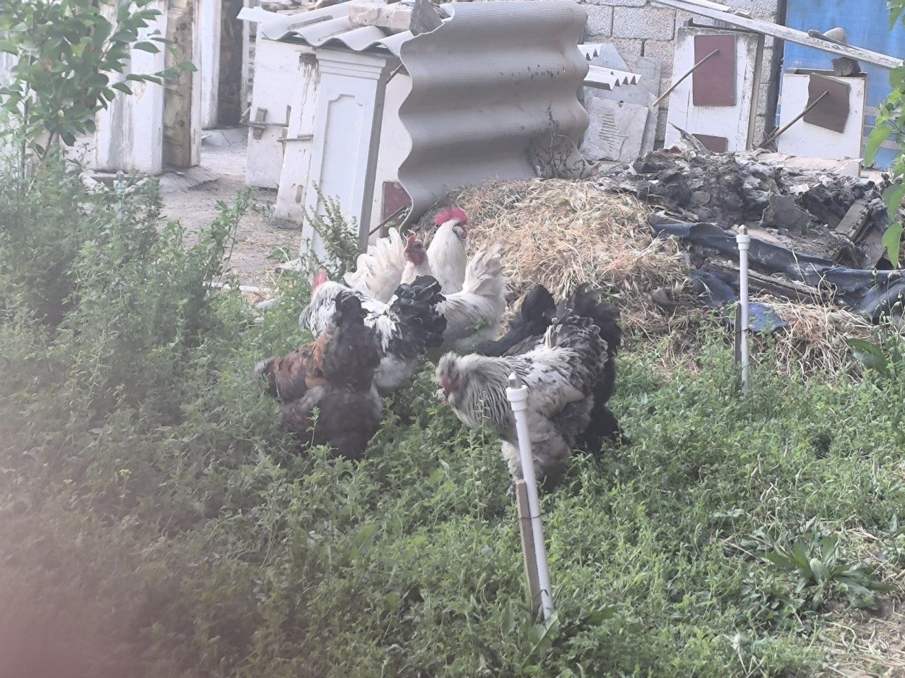 Brama Ho'rozlar 7 ta