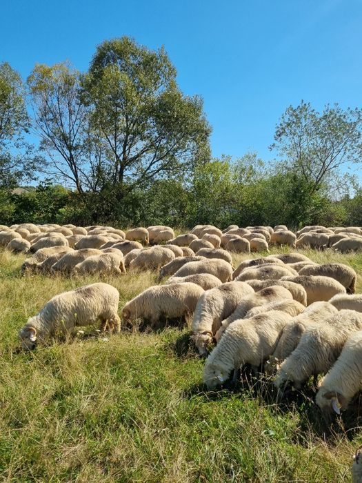 Vând 30 oi pe ales