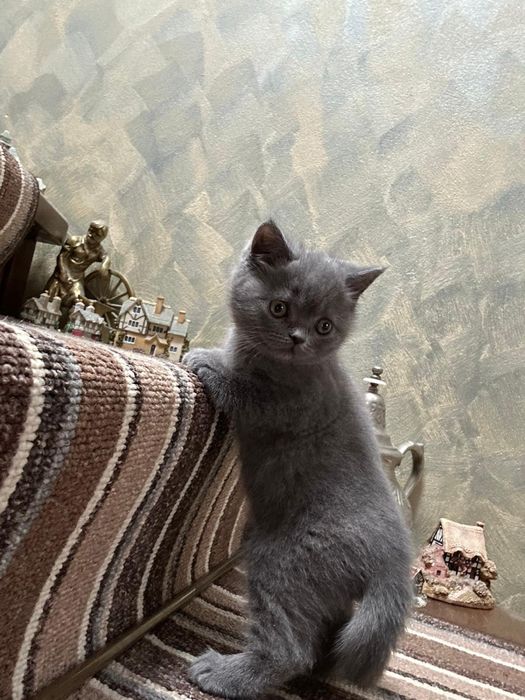 Pisicuță British Shorthaire Blue