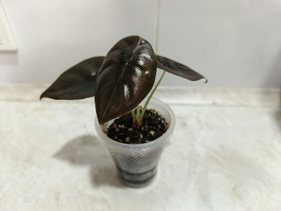 Продаются алоказии Ред Сикред, Мело