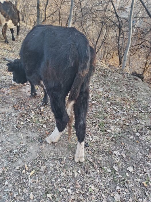 2 чи корин жайдари сигир