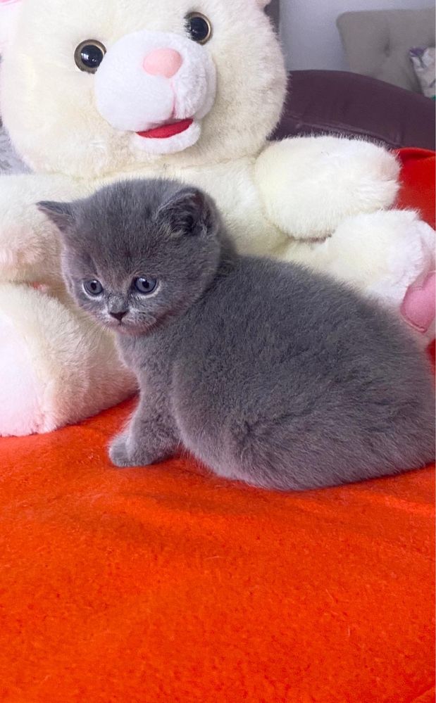 British Shorthair