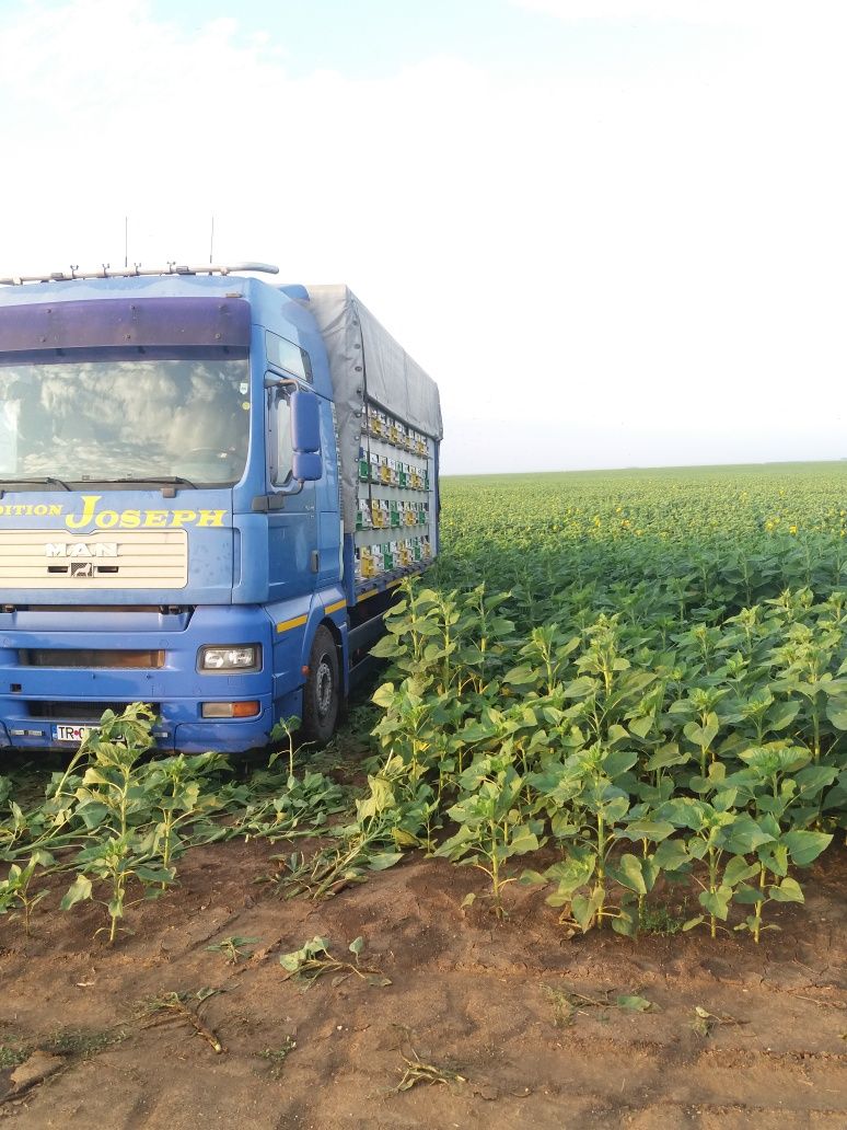Camion apicol de vanzare MAN
