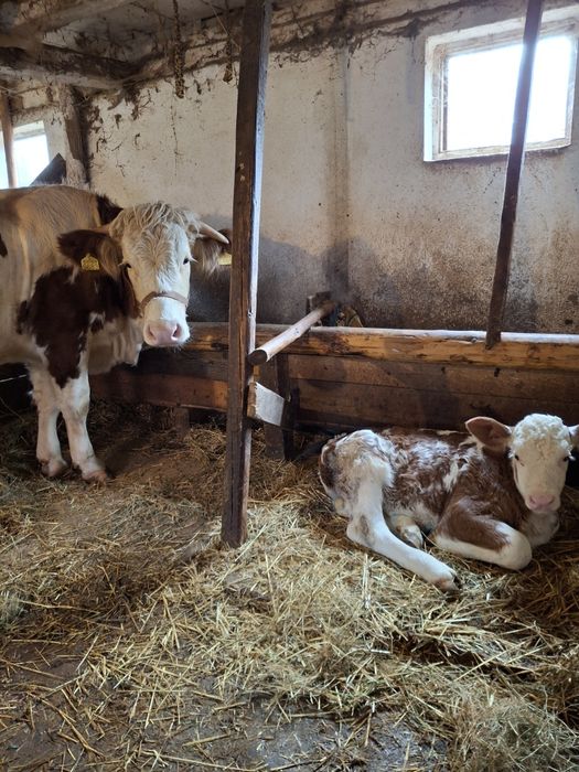 Vacă de vânzare  cu vițel