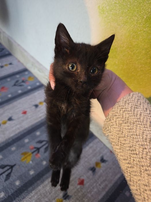 Adopție motănel jucăuș