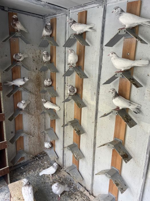 Пазарджишки високолетци