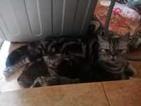 Vand pui Scottish Fold Gold British Tabby