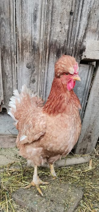 Găini moțate și nemoțate