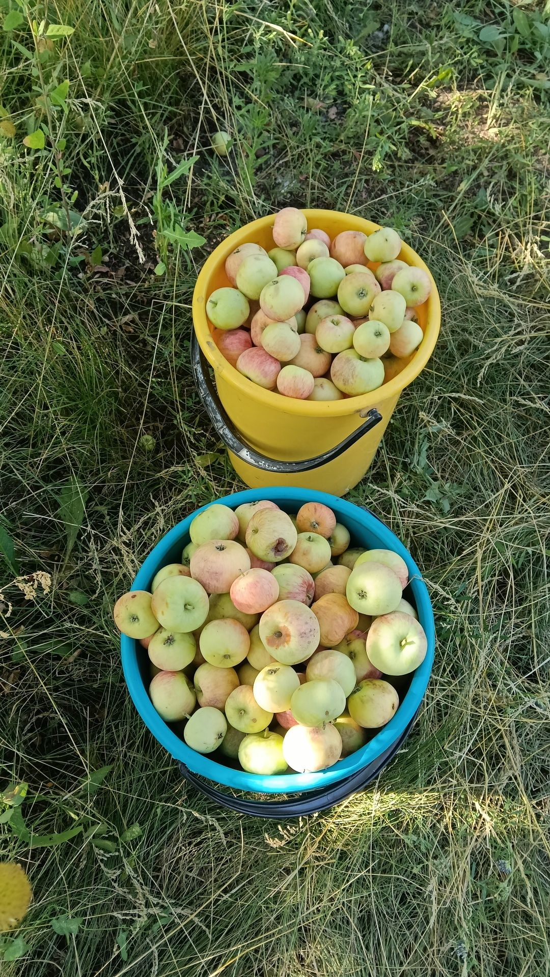 Продам яблоки,падалицу.