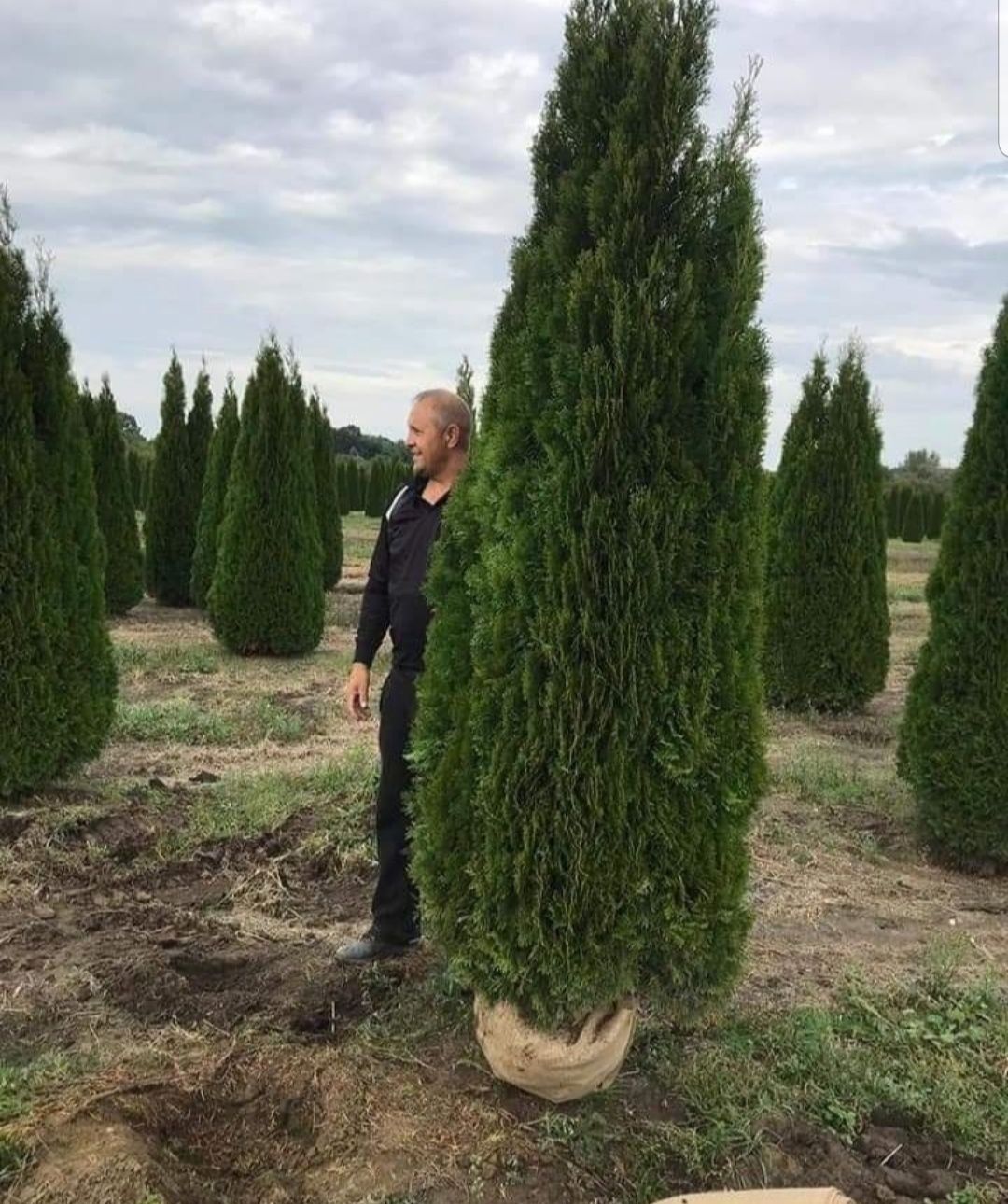 Vand thuja Smarald, thuja columnaris, thuja Leylandii, ilex